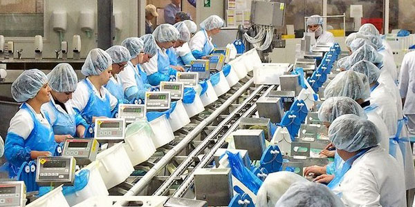 Рыбное производство в Польше Упаковка нарезанных кусочков лосося в Польше